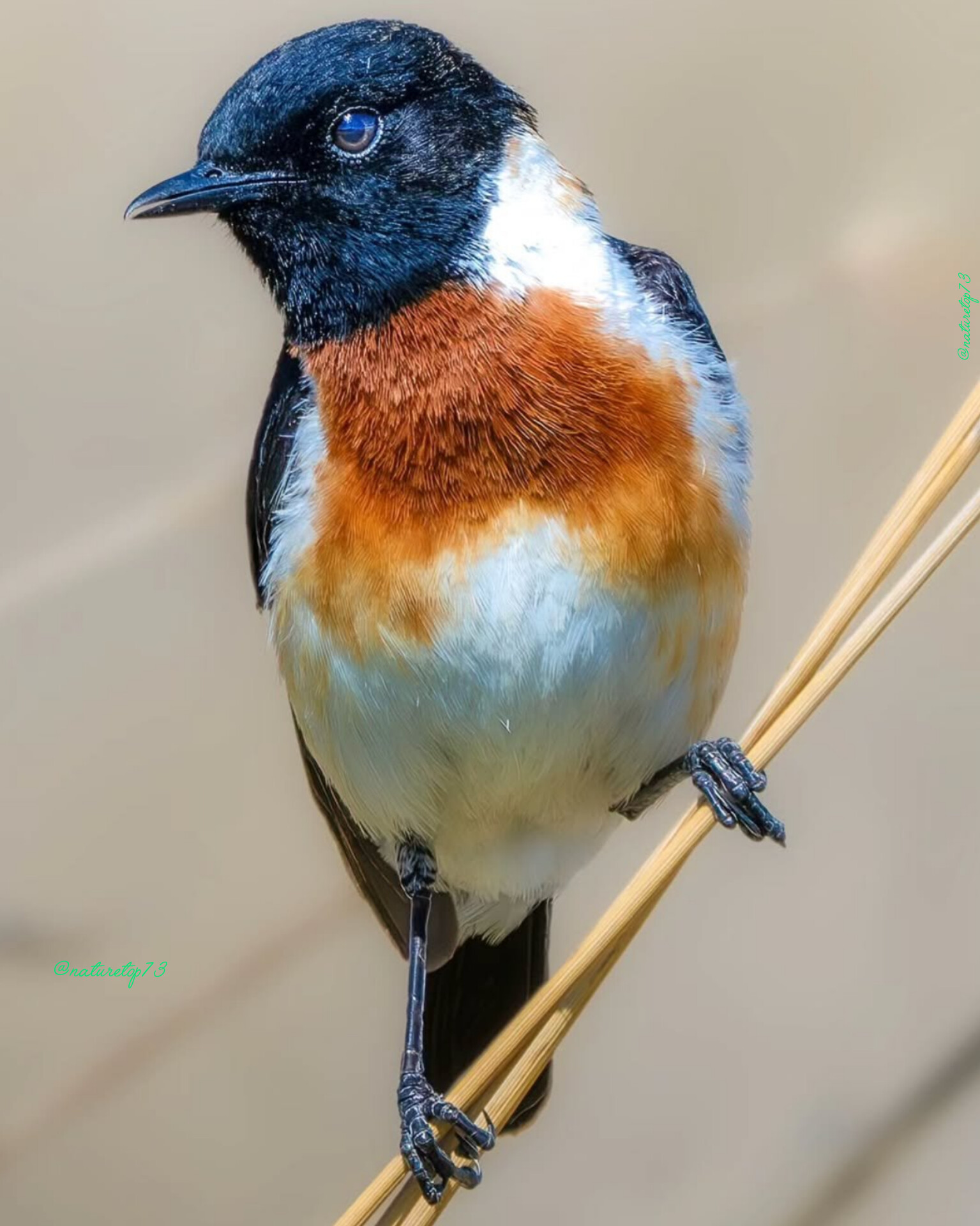 Animal 6