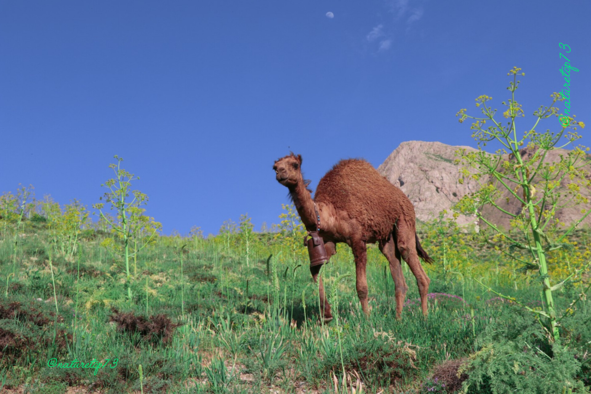 Animal 8