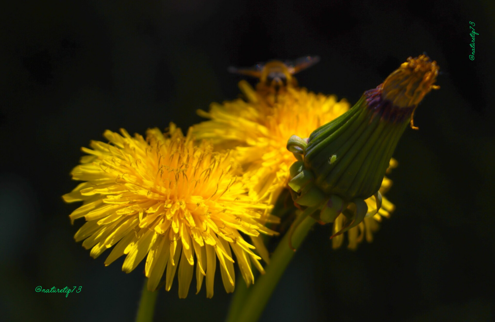 Flowers Image 1