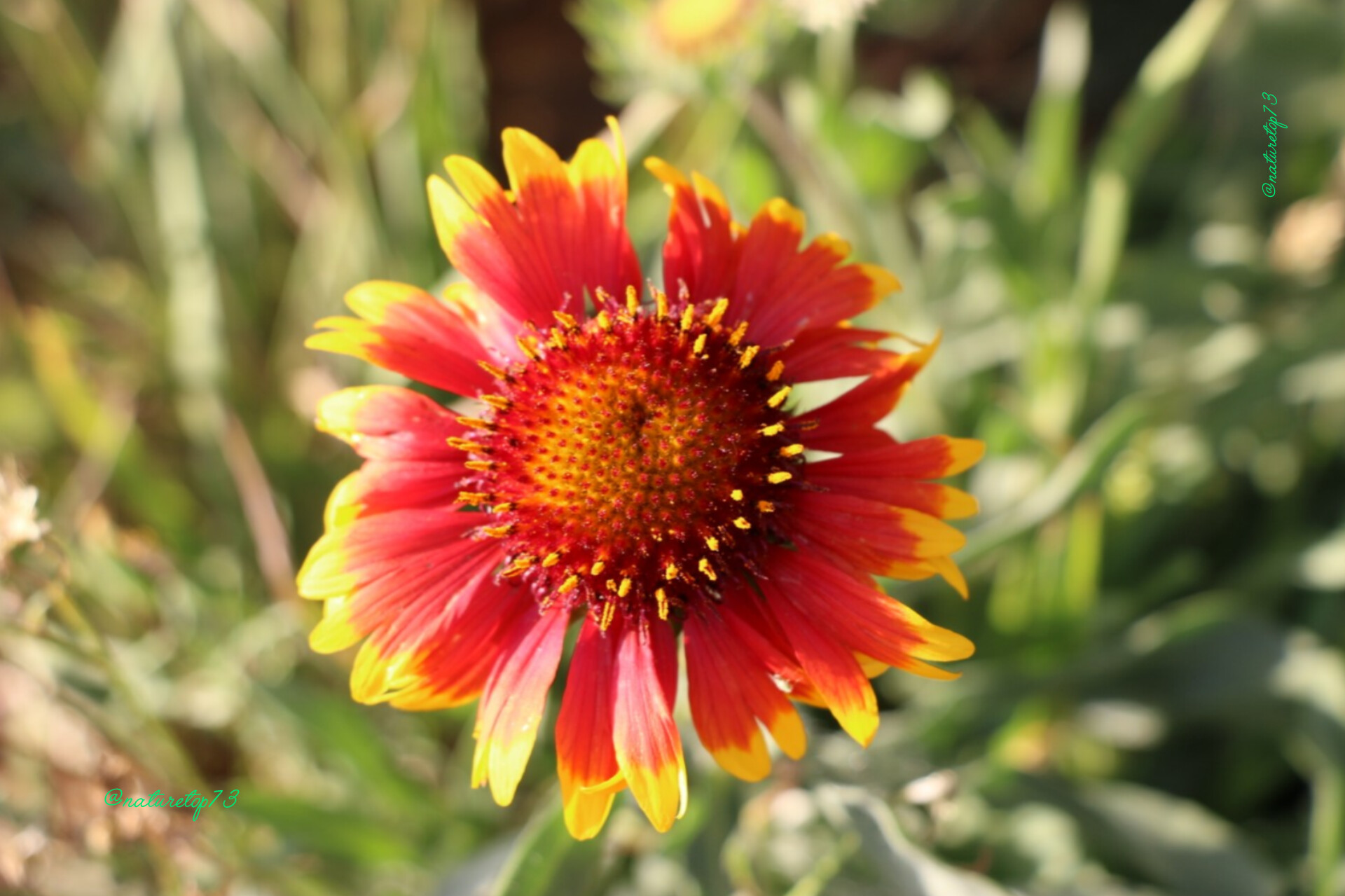Flowers Image 2