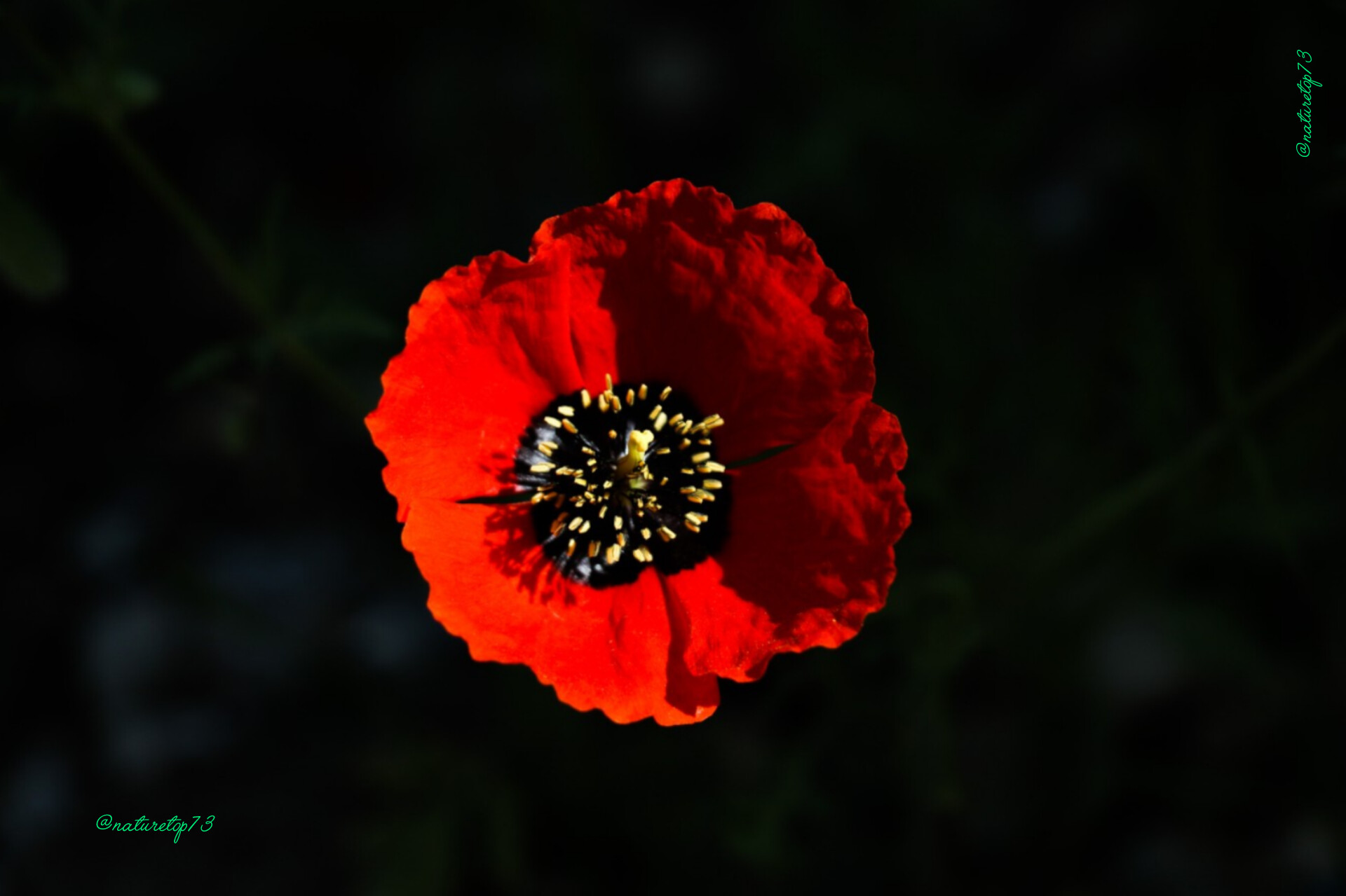 Flowers Image 4