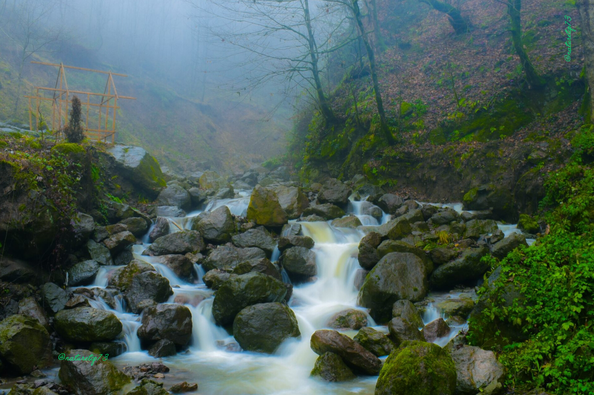 Forest 1
