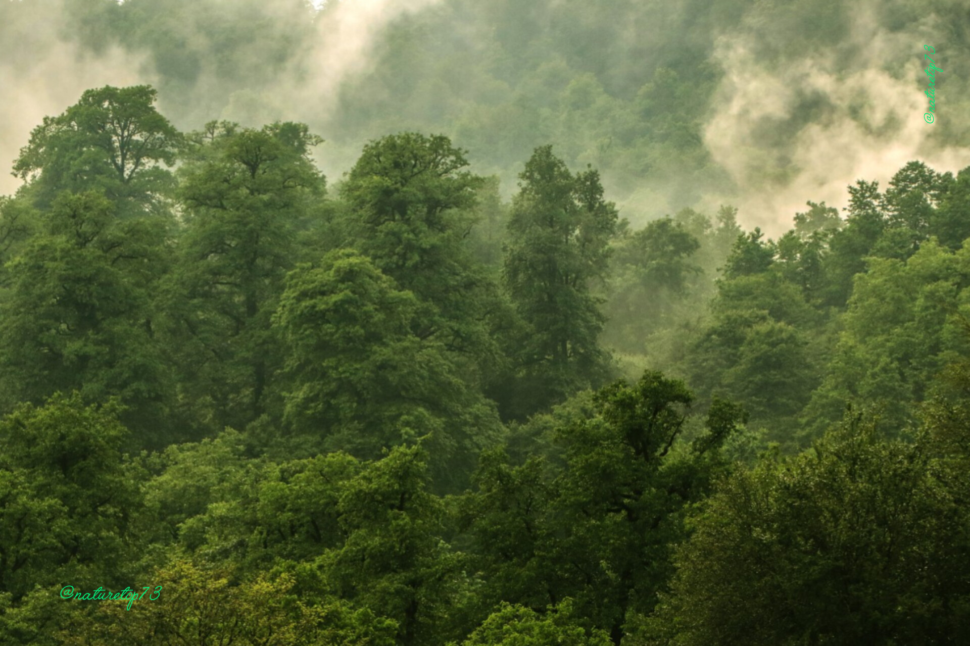 Forest 3