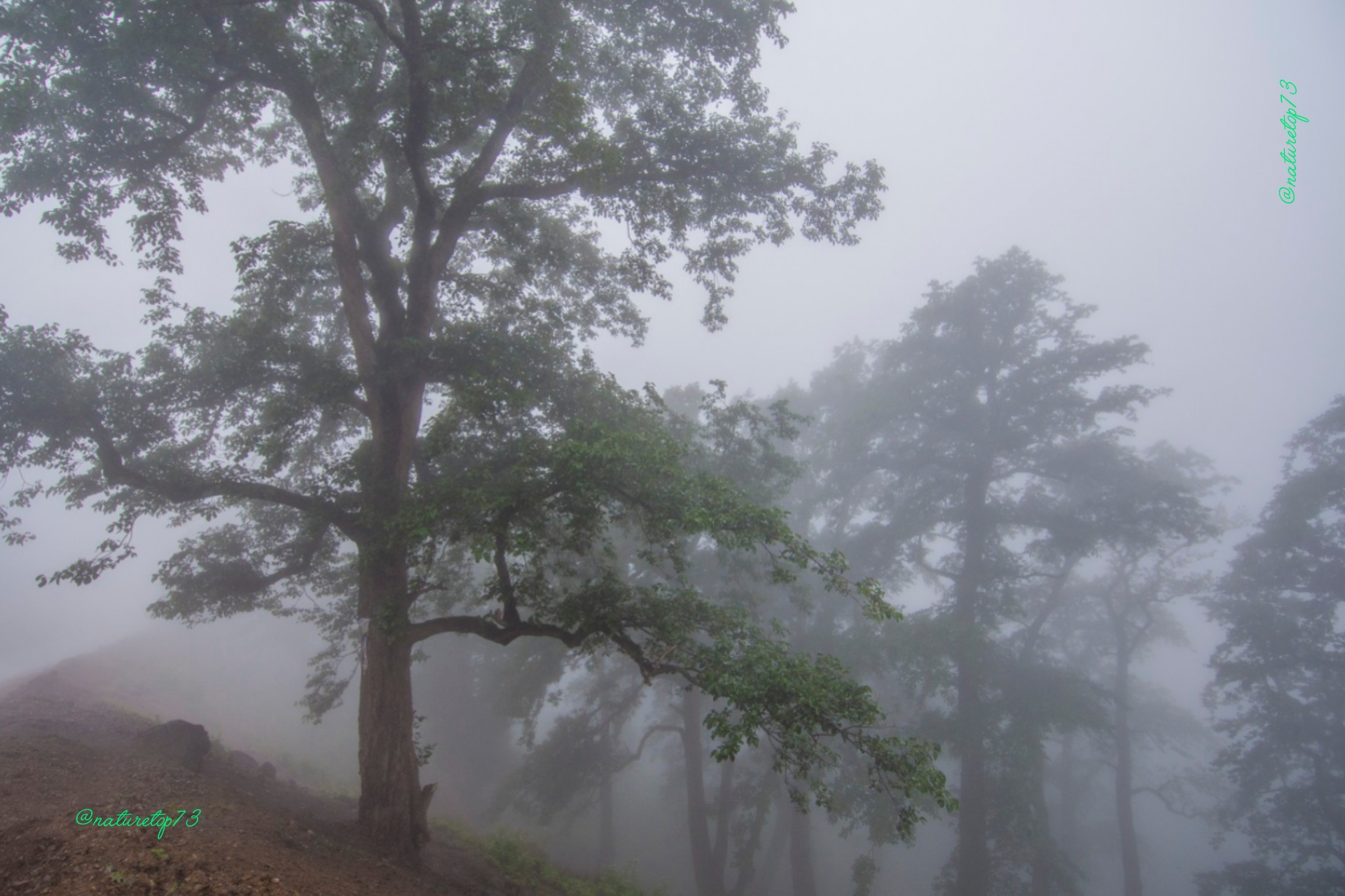 Forest 5